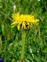 Korbblueter Verschiedene (9)